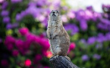 This week we are celebrating Groundhog Day!