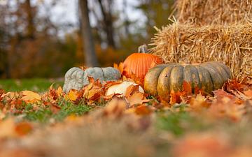 Thanksgiving Day 2013